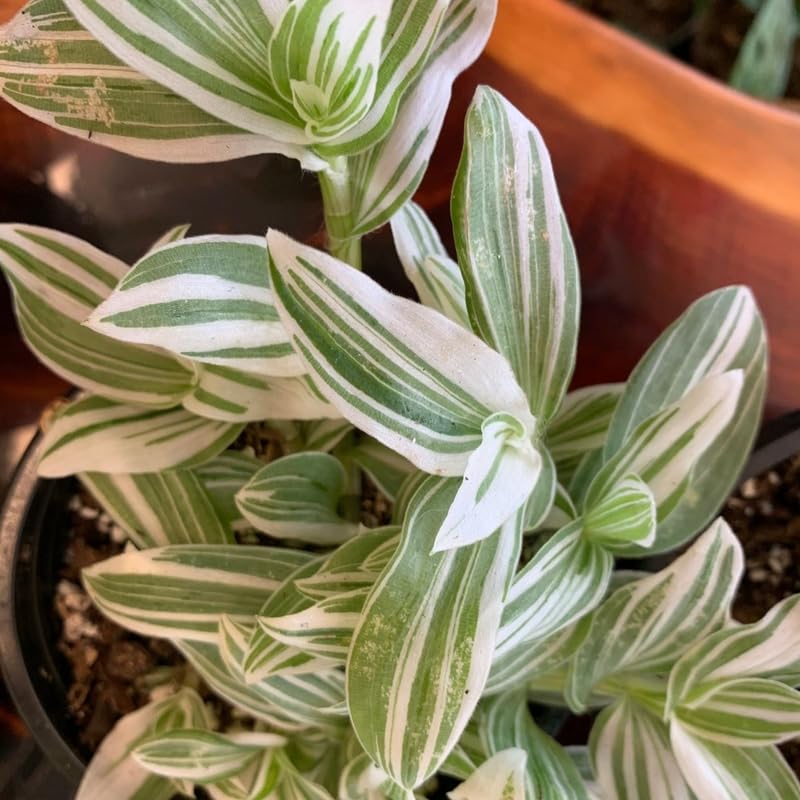 4 Variegated Wandering Jew Plants, Live Indoor Plant 3-5 Inches, Colorful Trailing Tradescantia for Home, Office and Hanging Baskets