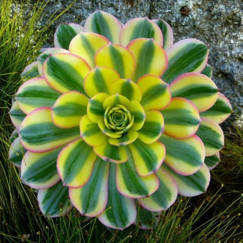 Sun Aeonium Plant Live Succulent in 4" Pot, Rosette Succulent Live Plant for Indoor Outdoor Growing