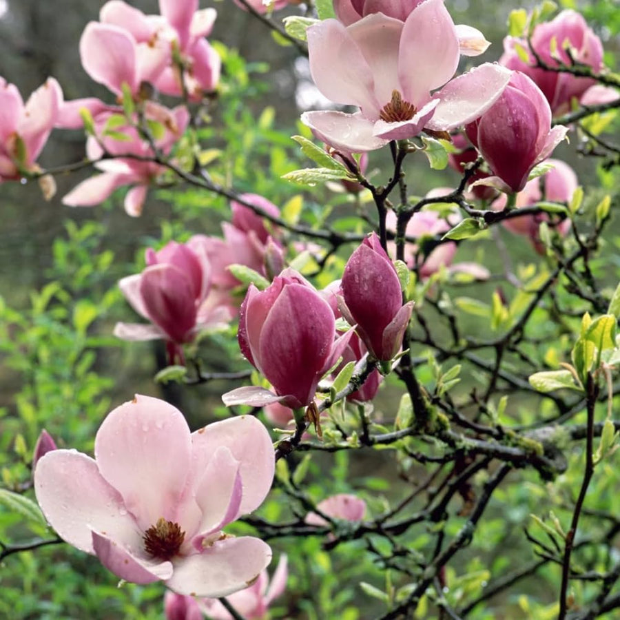 Saucer Magnolia Tree Live Plant in 2.5 Inches Pot, Dormant in Winter, 6-12 Inches in Tall, Ornamental Spring Flowering Tree, Outdoor