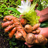 Curcuma Turmeric Ginger Plant Live for Planting, Hawaiian Ginger Flower Plant, Tropical Ginger Plant Well-Rooted for Indoor Outdoor Growing, 5-9" Tall