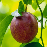 Purple Passion Fruit Plant Live, 10-12 Inches Tall in 4 Inch Pot, Passiflora Tropical Vine for Outdoor Growing, Passionfruit Seedling