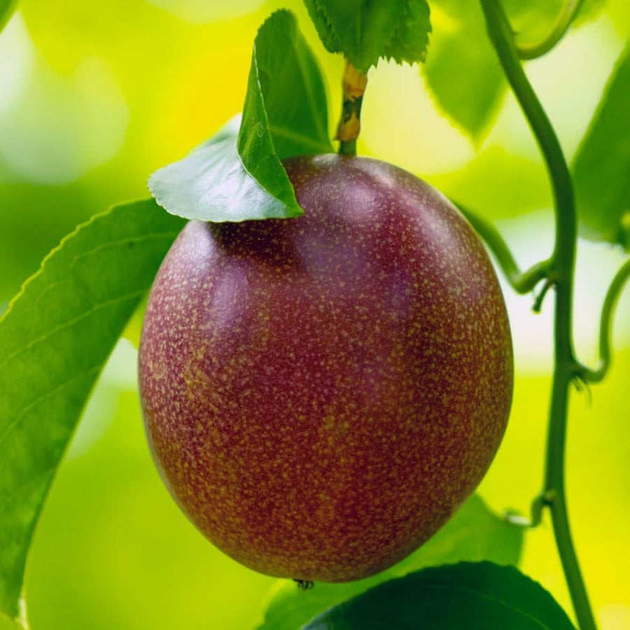 Purple Passion Fruit Plant Live, 10-12 Inches Tall in 4 Inch Pot, Passiflora Tropical Vine for Outdoor Growing, Passionfruit Seedling