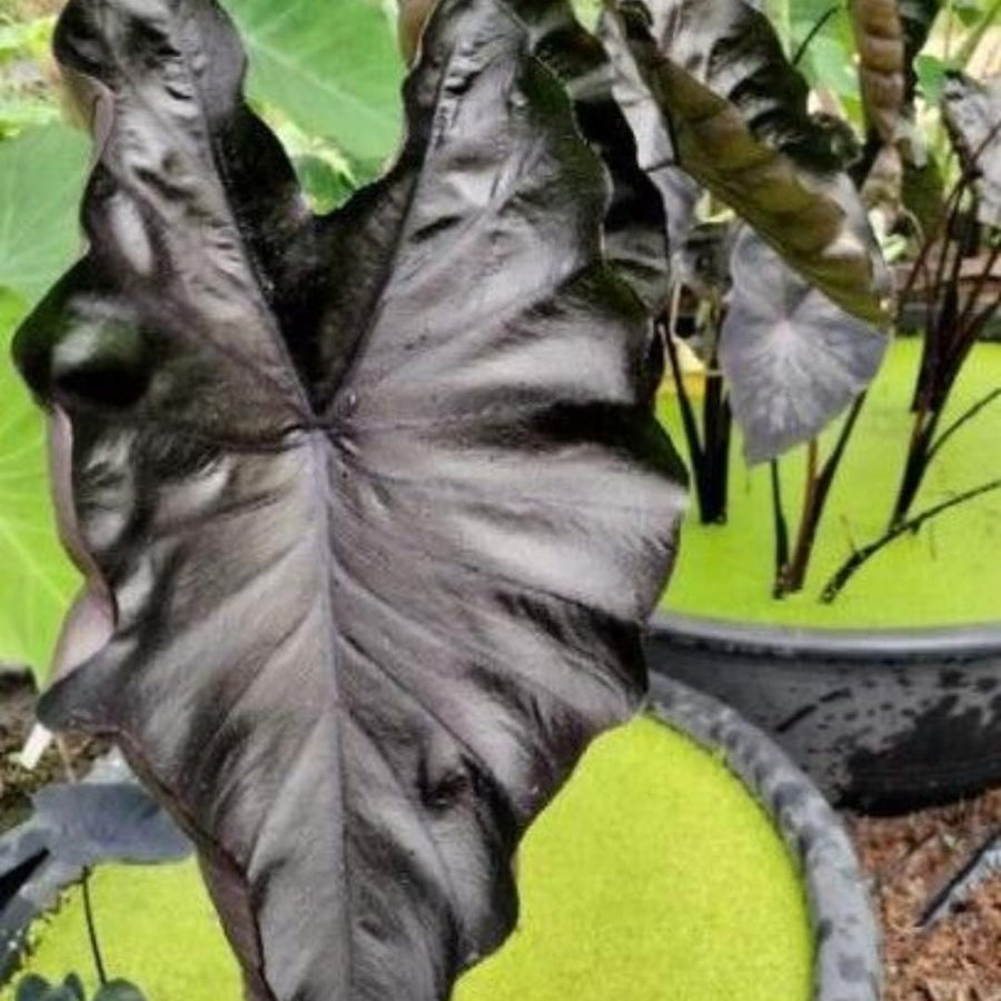 3 Colocasia Plants Live, Elephant Ear Caladium Esculenta Plants, 5 to 8 Inc Tall (Coral Black)