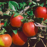 2-3 Ft Apple Tree Live Plant Bare Root, Live Apple Plant, Cold Hardy Fruit Plants for Home Garden Planting Spring (Honeycrisp)