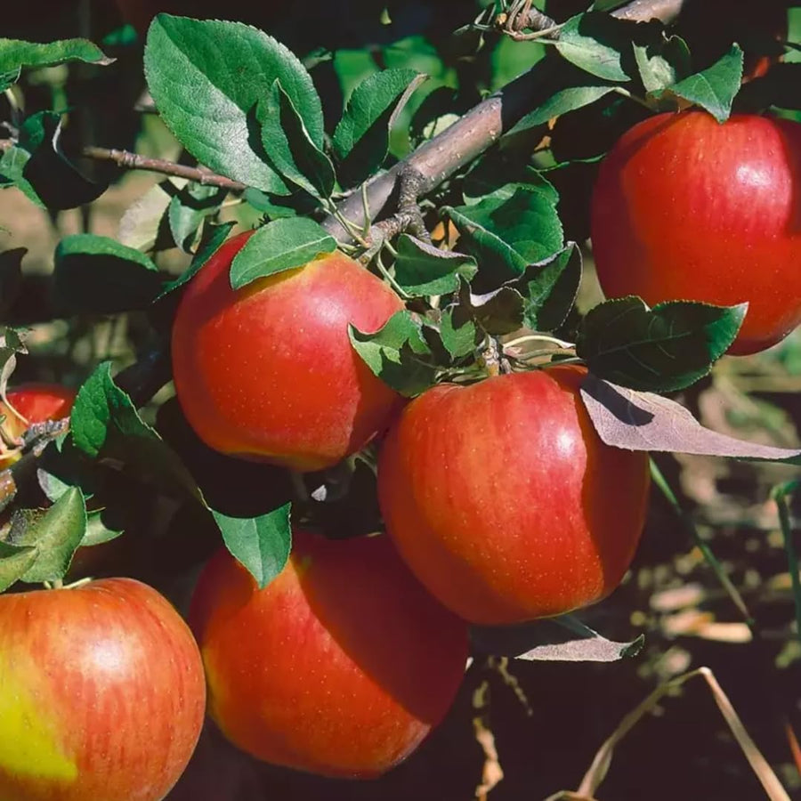 2-3 Ft Apple Tree Live Plant Bare Root, Live Apple Plant, Cold Hardy Fruit Plants for Home Garden Planting Spring (Honeycrisp)