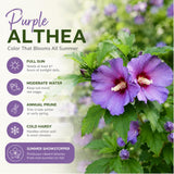 Purple Rose of Sharon Plant Live, Rose of Sharon Plant, Quart Pot, 6-10 Inches Tall, Vibrant Bloom, Purple Althea for Indoor Outdoor Growing