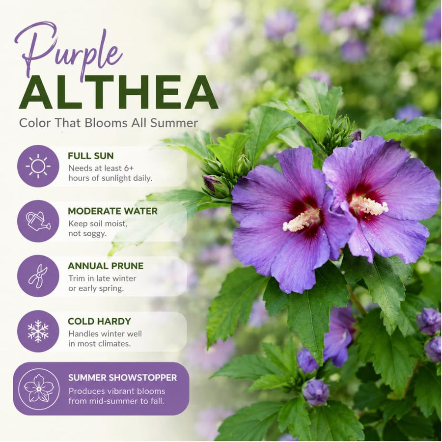 Purple Rose of Sharon Plant Live, Rose of Sharon Plant, Quart Pot, 6-10 Inches Tall, Vibrant Bloom, Purple Althea for Indoor Outdoor Growing