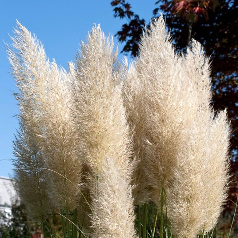 3 White Pampas Grass Plants Live, Hardy Ornamental Grass, Ready to Grow Pampas 4-8 Inches for Borders, Patios and Container Gardens