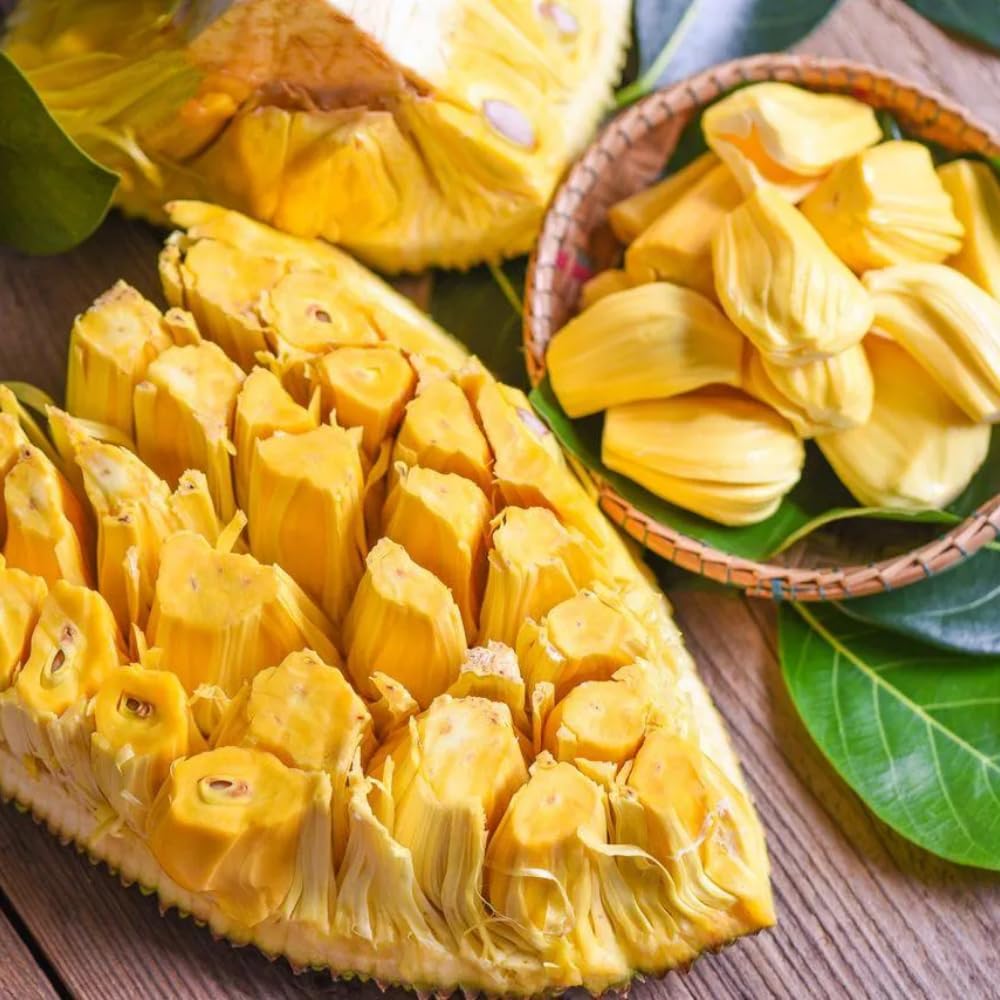 Jackfruit Tree Live Plant, 10 Inc Tall, Live Jackfruit Plant for Gardening