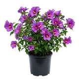 Purple Rose of Sharon Plant Live, Rose of Sharon Plant, Quart Pot, 6-10 Inches Tall, Vibrant Bloom, Purple Althea for Indoor Outdoor Growing