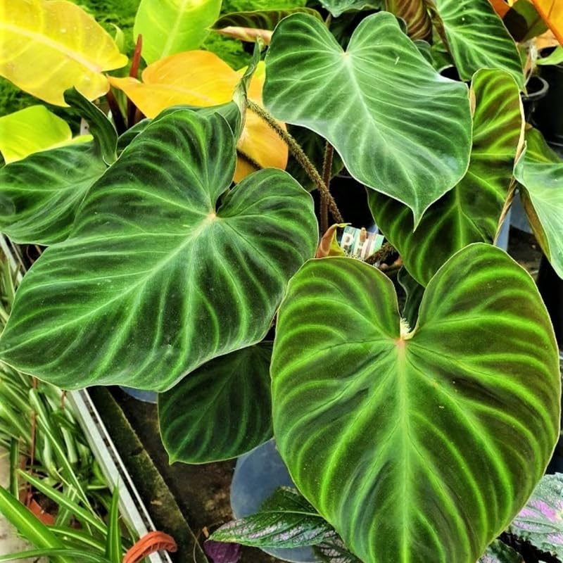 2 Rare Philodendron Live Plants Varieties Collection, Philodendrons Plants Size 5-9 Inc for Indoor Houseplant Décor, Ornamental Tropical Well-Rooted (Random Philodendron Plants)