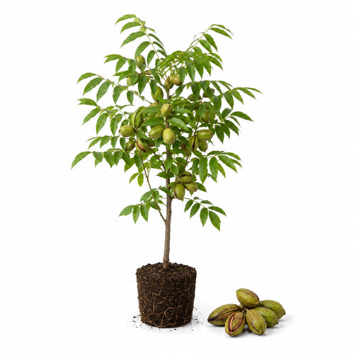 Pecan Seedling Live Plant, Pecan Nut Trees for Planting, Outdoor Tree Plants for Backyard Orchard, Landscape or Garden Growing, 8-10 Inches