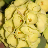 Crown of Thorns Plant, Euphorbia Milii Plant Live, Crown of Thorns Cactus Plant 4 to 7 Inches Height No Pot, Live Cactus Plant Indoor (Yellow)