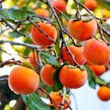 Pack 4 Seedlings of Persimmon Trees Live Plants Dormant, High Yield, 6-12" in Tall, Well Rooted and Bare Root, Cold Hardy American Persimmon