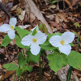 30 Mix Trillium Bulbs, Large Trillium Bulbs for Planting, Flower Bulb Gardening