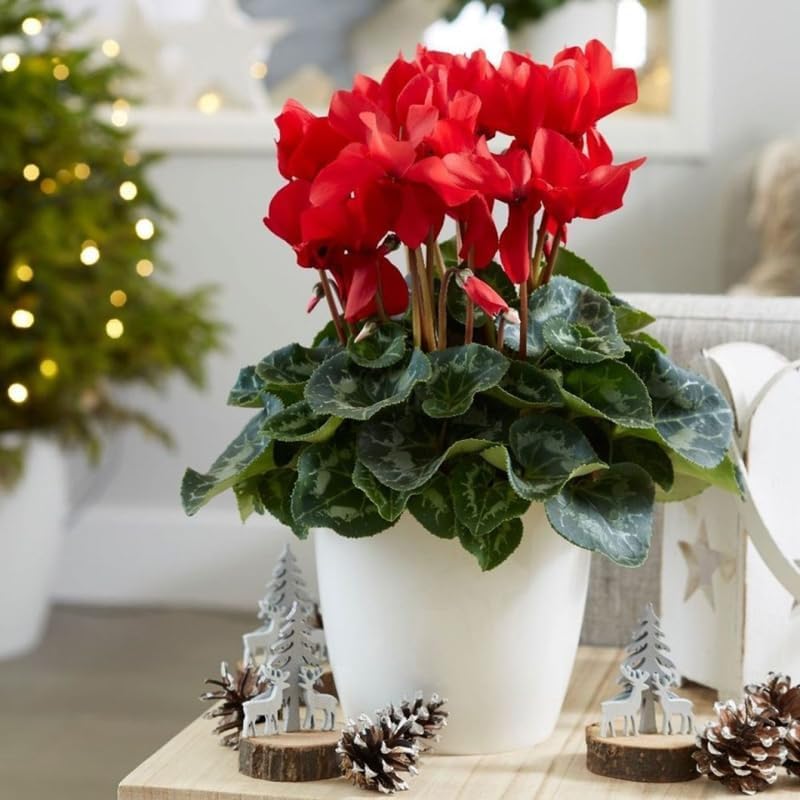 Red Cyclamen Live Plant in Pot, Hardy Cyclamen Plant Live Vibrant Blooms, in 4 Inc Pot, Indoor Flowering Houseplant for Year-Round Display