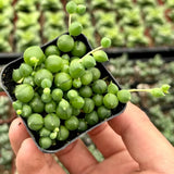 String of Pearls Plant Live in 2" Pot, Succulent Vine, Trailing Indoor Houseplant for Hanging Baskets (Green String of Pearls)