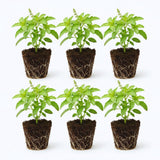 6 Holy Basil Plant Live for Indoors, Tulsi Plant Live, 3 to 5 Inc in Height Garden Outdoor