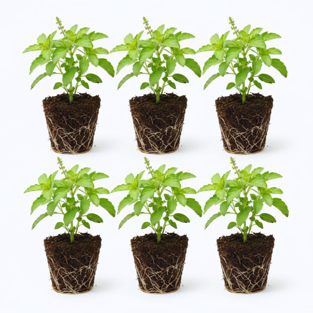 6 Holy Basil Plant Live for Indoors, Tulsi Plant Live, 3 to 5 Inc in Height Garden Outdoor