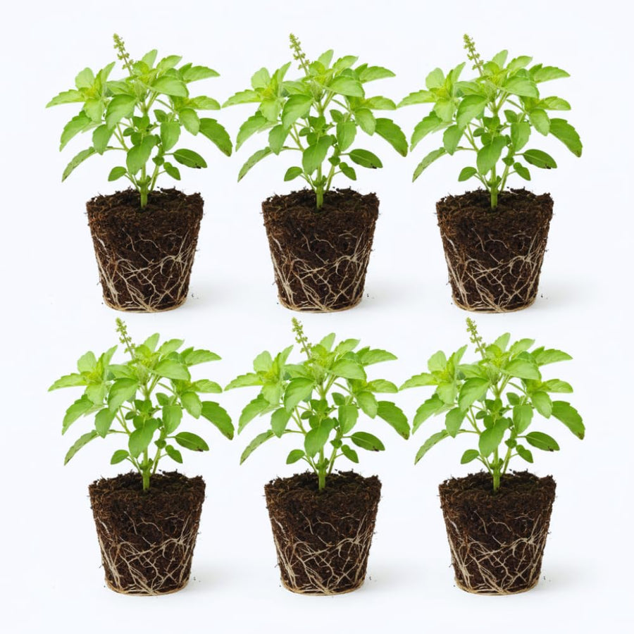6 Holy Basil Plant Live for Indoors, Tulsi Plant Live, 3 to 5 Inc in Height Garden Outdoor