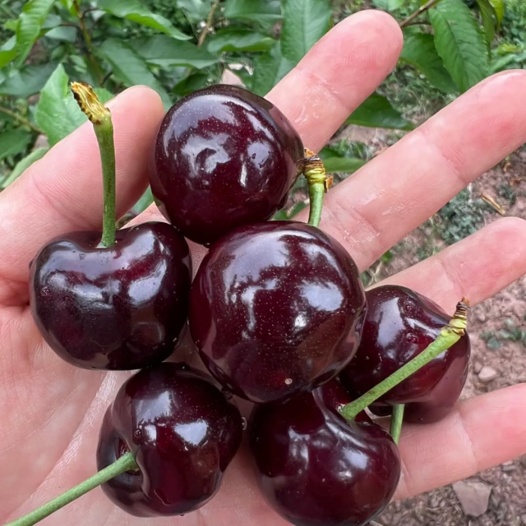 2 Wild Black Cherry Plants Live, 1 to 1.5 Feet Tall, Cherry Tree Live Plant, Cherry Fruit Tree, Sweet Cherry Tree Plant, Bareroots Dormant