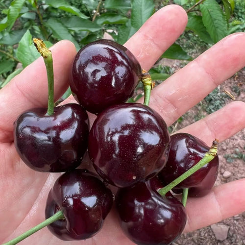 2 Wild Black Cherry Plants Live, 1 to 1.5 Feet Tall, Cherry Tree Live Plant, Cherry Fruit Tree, Sweet Cherry Tree Plant, Bareroots Dormant