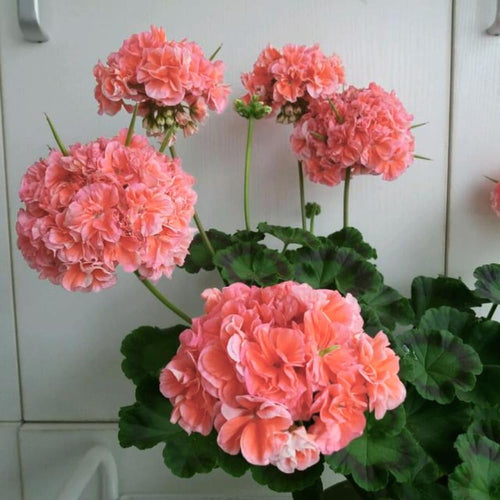 4 Salmon Geranium Plants Live, 5 to 6 Inches Tall, Geranium Flower Plants Indoor Outdoor, Geranium Plant