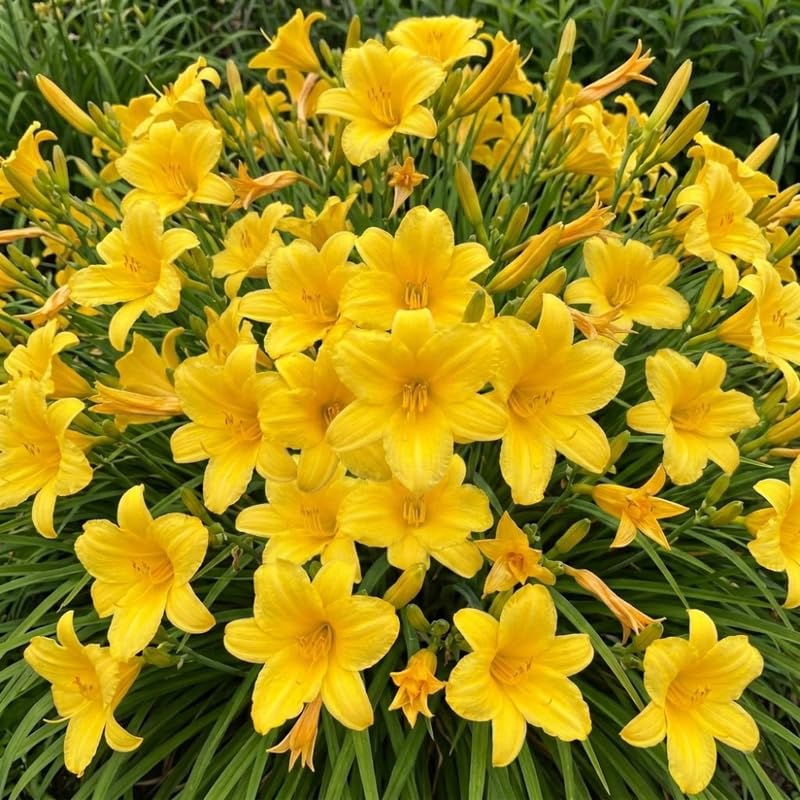 Pack 10 Daylily Bulbs for Planting Spring, Fast Blooming Hardy Perennial Lily Bare Roots for Outdoor Growing (Yellow, Large Day Lily)