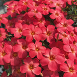 Oxalis Flower Plant in 4'' Pot, 4-8'' Tall, Shamrock Flowers Plants, Perennial Flower Plants for Indoor and Outdoor Garden (Red Oxalis)