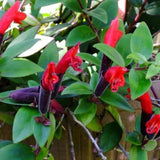 2 Curly Lipstick Vine Plant, Red Lipstick Plants Live, 4 Inches Pot for Growing