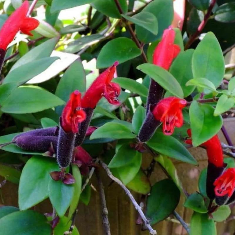 2 Curly Lipstick Vine Plant, Red Lipstick Plants Live, 4 Inches Pot for Growing