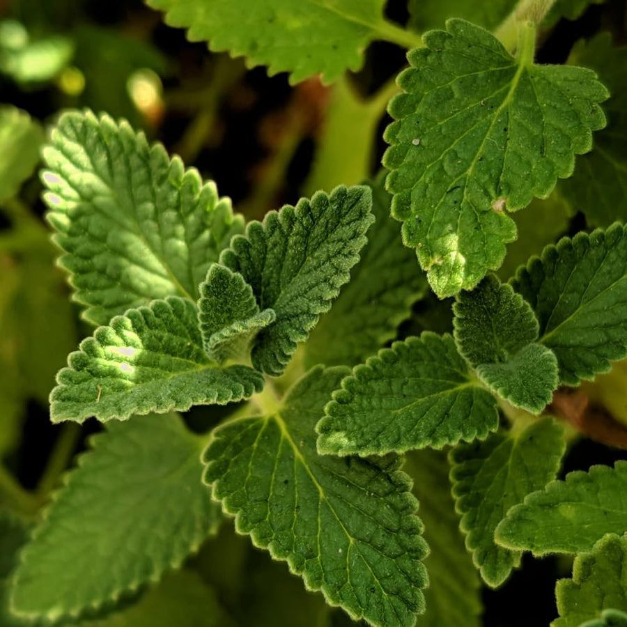 Set 2 Catnip Plants Live, Catnip Live Plants, 4-6 Inc Tall, Fragrant Herb Plant for Indoor Outdoor Containers and Herb Gardens