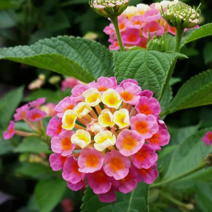 2 Trailing Lantana Plants Live for Indoor Outdoor, 6-9 Inch Tall, Live Lantana Flowers Home Garden (Pink Lantana)