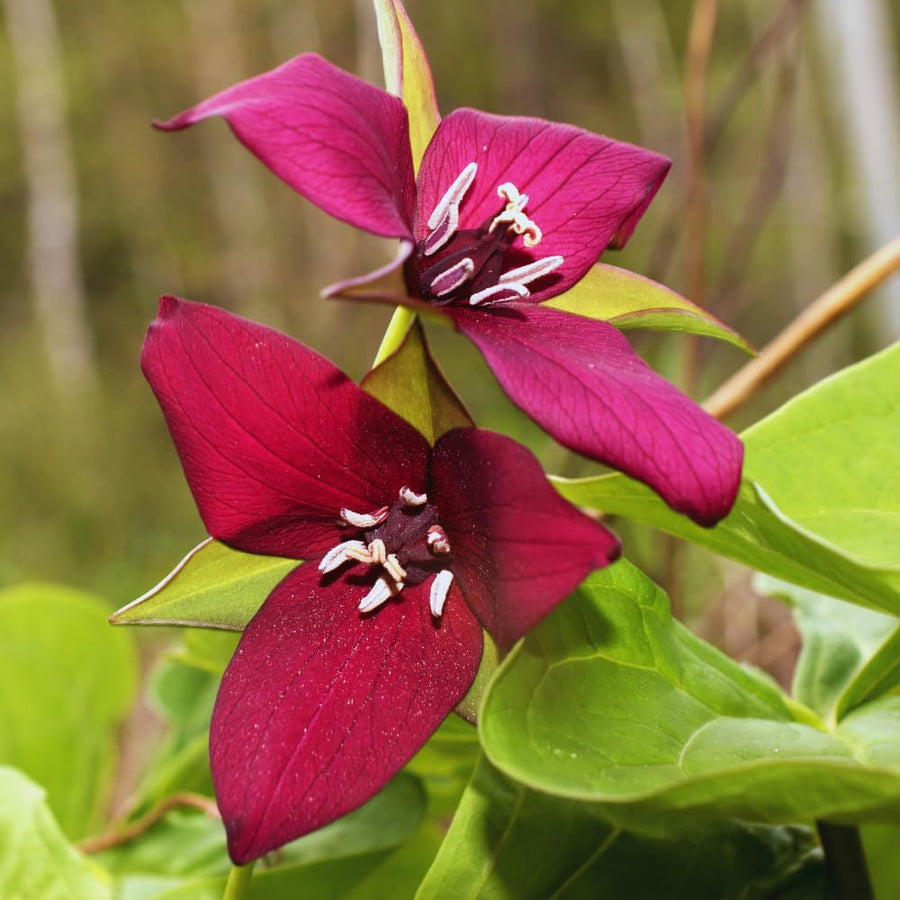 20 Red Trillium Bulbs, Large Trillium Flower Bulbs Roots for Growing, Easy to Plant