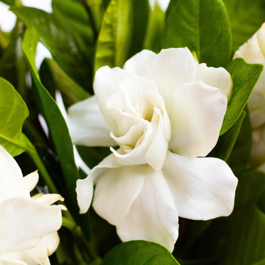 Cape Jasmine Plant Live, Frostproof Jasmine Live Plants, Gardenia Plant Live Climbing Vine No Pot Indoor Outdoor Fragrant Flower Garden Planting