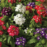 4 Mixed Verbena Plants Live, 5-9" Tall Hardy Perennial Flower Plants, Well-Rooted for Outdoor Planting