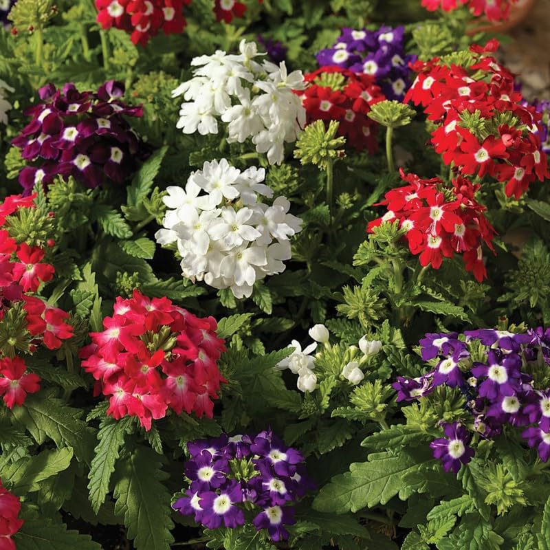 4 Mixed Verbena Plants Live, 5-9" Tall Hardy Perennial Flower Plants, Well-Rooted for Outdoor Planting