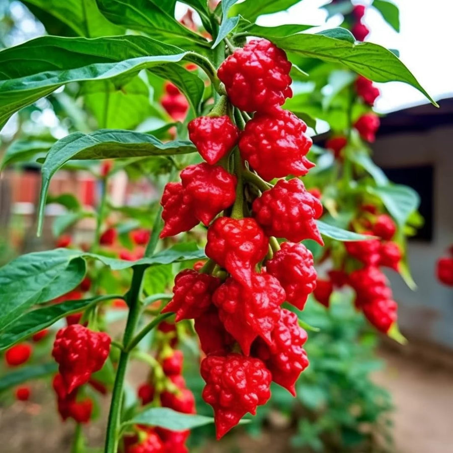 Set 2 Carolina Reaper Pepper Plants Live, 90 Days Old Pepper, World Hottest Pepper Plants, No Pot