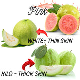 Sets 2 Mixed Pink and White Guava Trees Live Plants, Potted 8-12" in Tall Tropical Fruit Tree, Zones 9-11 for Outdoor Indoor Planting