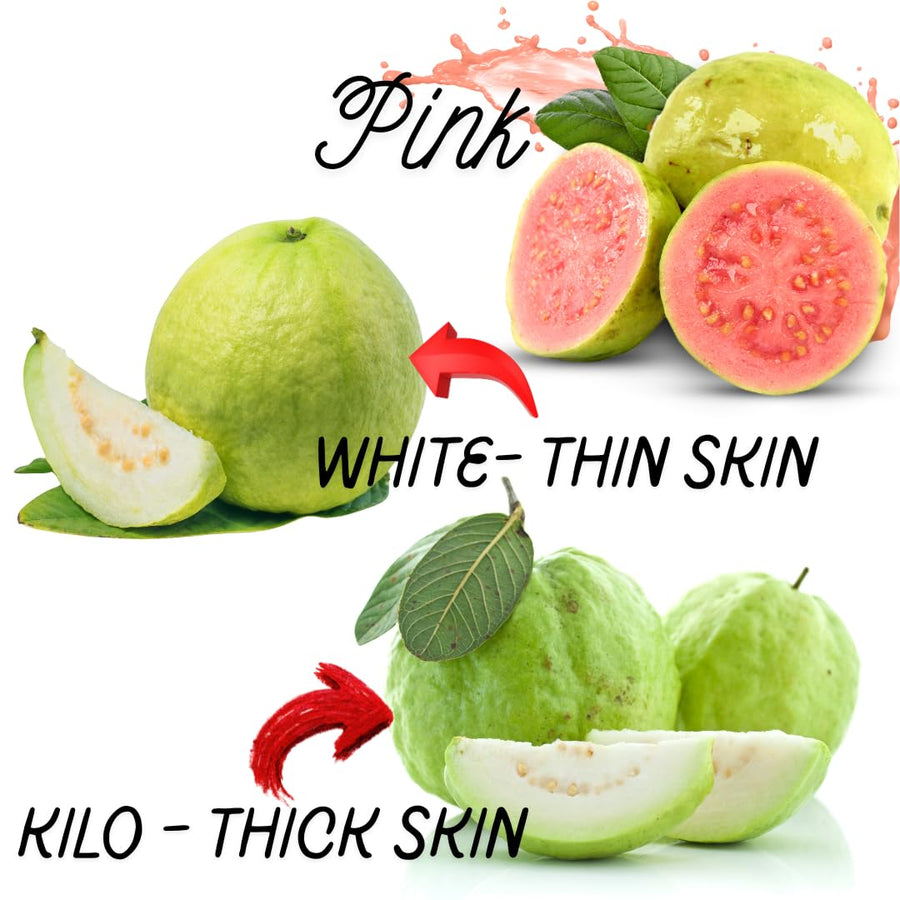 Sets 2 Mixed Pink and White Guava Trees Live Plants, Potted 8-12" in Tall Tropical Fruit Tree, Zones 9-11 for Outdoor Indoor Planting