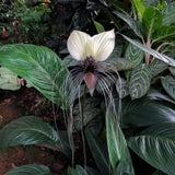 01 Random Bat Flower Live Plant, Bat Orchird Tacca Chantrieri Houseplant 4-6 Inches Tall