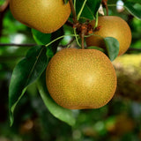 2 to 3 Feet Tall, Asian Pear Tree Live Plant, Live Pear Plant Tree, Pear Live Plant, Sweet Fruit Plant, Pear Tree Plant