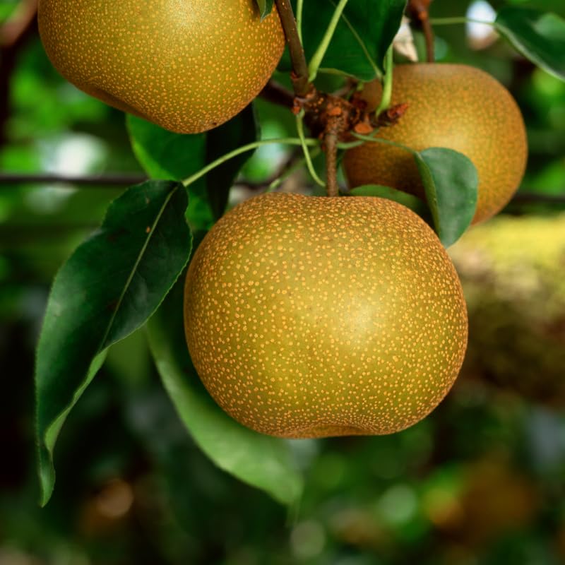 Asian Pear Tree Live Plant, Live Pear Plant Tree, 2 to 3 Feet Tall, Pear Live Plant, Pear Tree Plant for Garden, Sweet Fruit Plant Indoor Outdoor