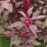 5000 Red Amaranth Seeds, Vegetable Ornamental Amaranth Plant Seeds for Outdoor Planting