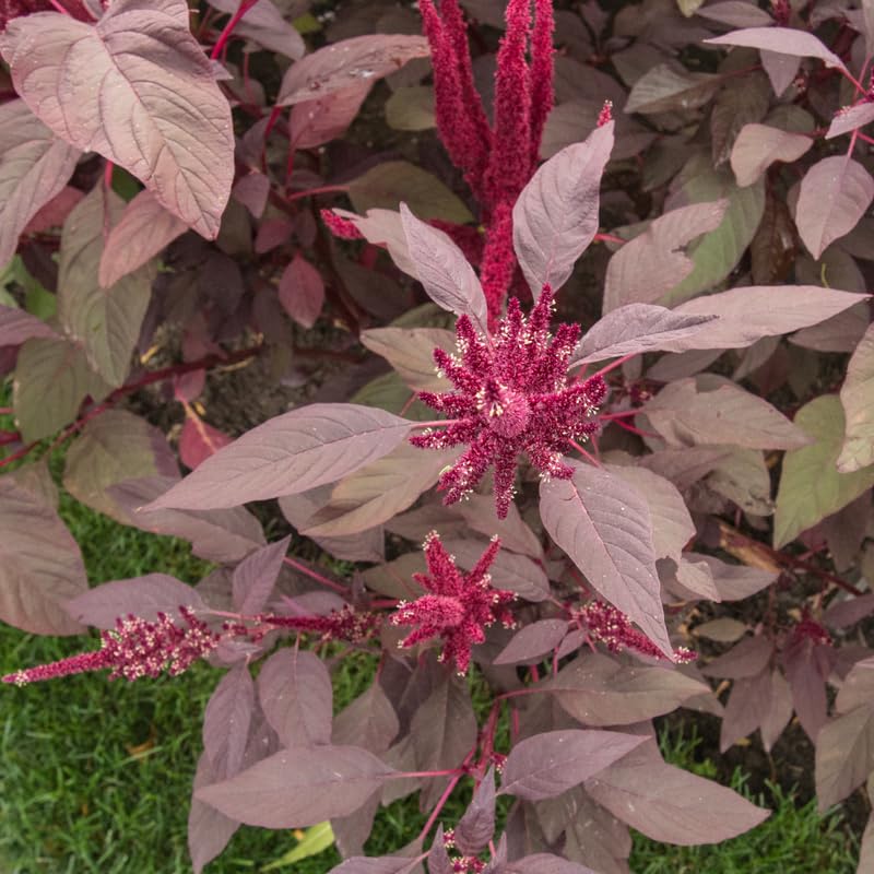 5000 Red Amaranth Seeds, Vegetable Ornamental Amaranth Plant Seeds for Outdoor Planting