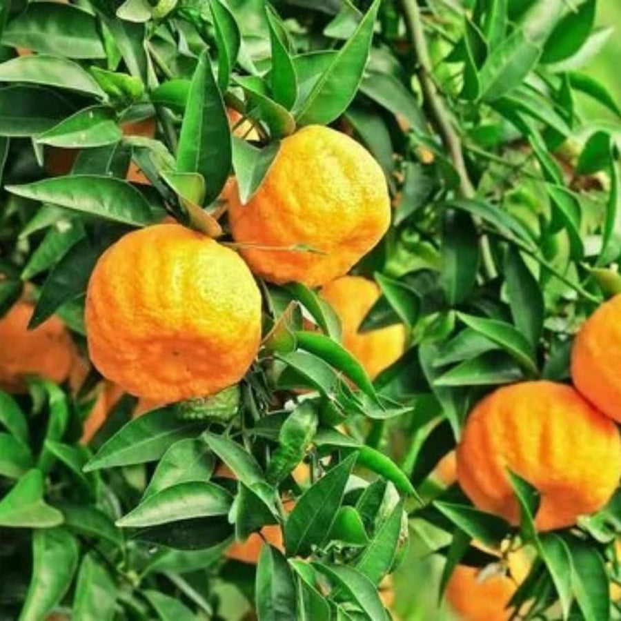 Ugli Tangelo Tree Live Plant, 3 Feet Tall Grafted Citrus Tree, Sweet Citrus Fruit Tree for Outdoor Planting, Orange Tree