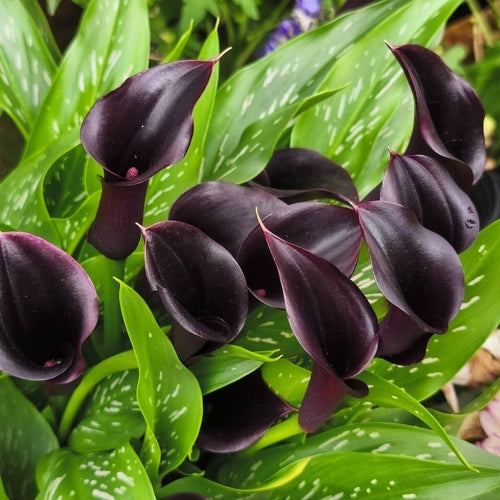 Set of 3 Black Calla Lily Bulbs for Planting, Ornamental Flower Bulbs for Garden Beds, Patio Pots, Flower Bulbs for Growing