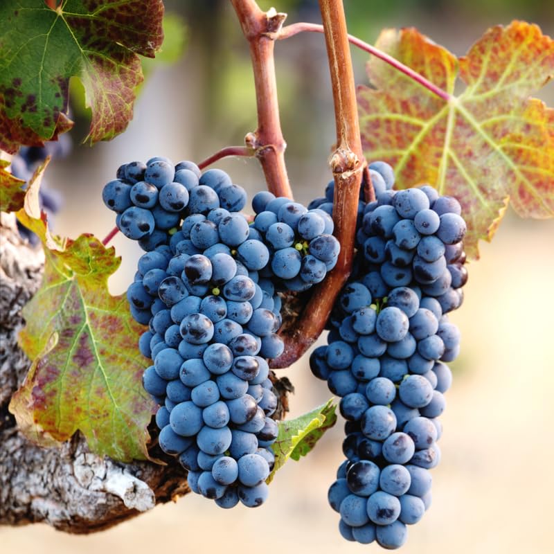 Black Grape Vine Plant Live for Planting, Grape Plant Live Grape Tree 1 to 2 Years Old, Grape Fruit Tree for Planting