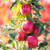 2-3 Ft Apple Tree Live Plant Bare Root, Live Apple Plant, Cold Hardy Fruit Plants for Home Garden Planting Spring (Pink)