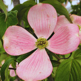 Pink Dogwood Tree Live Plant 1 Year Old in Quart Pot, 6-12" in Tall, Dormant in Winter, Spring Blooms